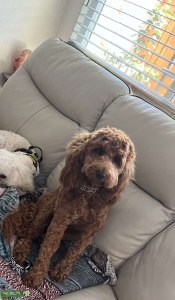 Mini Goldendoodle F1b Listing Image