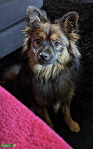 Throwback Pomeranian/Papillon  Listing Image