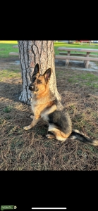 Pure Breed German Shepard Female Listing Image
