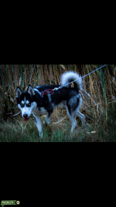 Pure Breed Siberian Husky Stud Listing Image