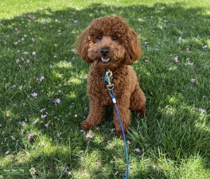 Red Poodle Stud Listing Image