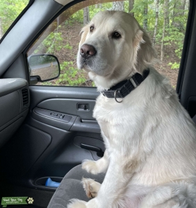 English Golden Retriever Listing Image