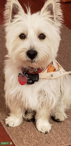 Westie Stud Available Listing Image
