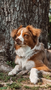Friendly Young Loving Australian shepherd   Listing Image