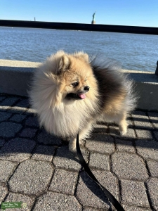Cream male Pomeranian  Listing Image