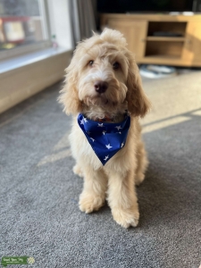 Apricot F1 cockapoo  Listing Image