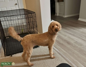 Miniature Poodle for Stud Services Listing Image