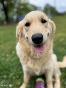 Akc English cream golden retriever  Listing Image