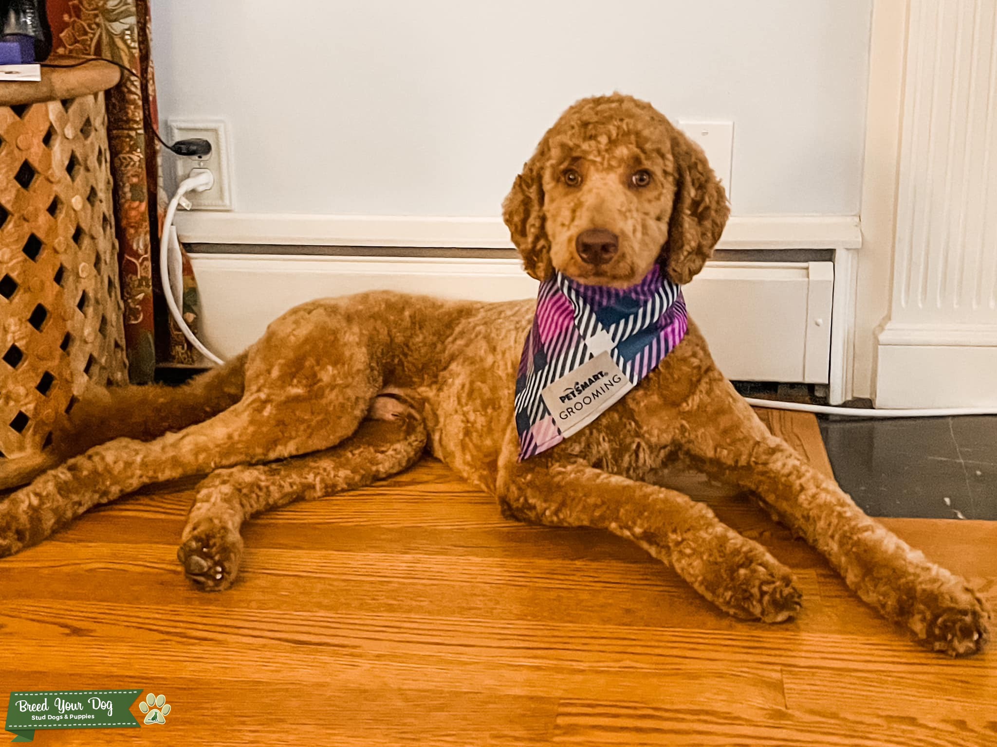 Standard Poodle Male looking to Breed Stud Dog in Kalamazoo , the
