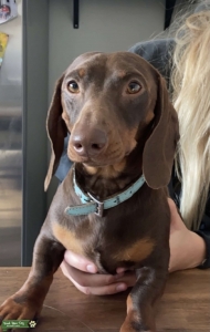 Full bred Chocolate Miniature Smooth Dachshund  Listing Image