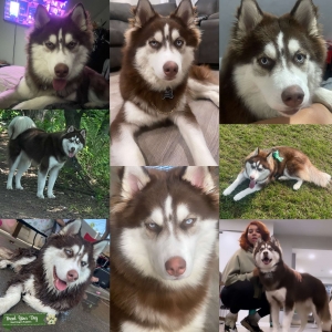 Dark Brown Sibieran Husky Listing Image