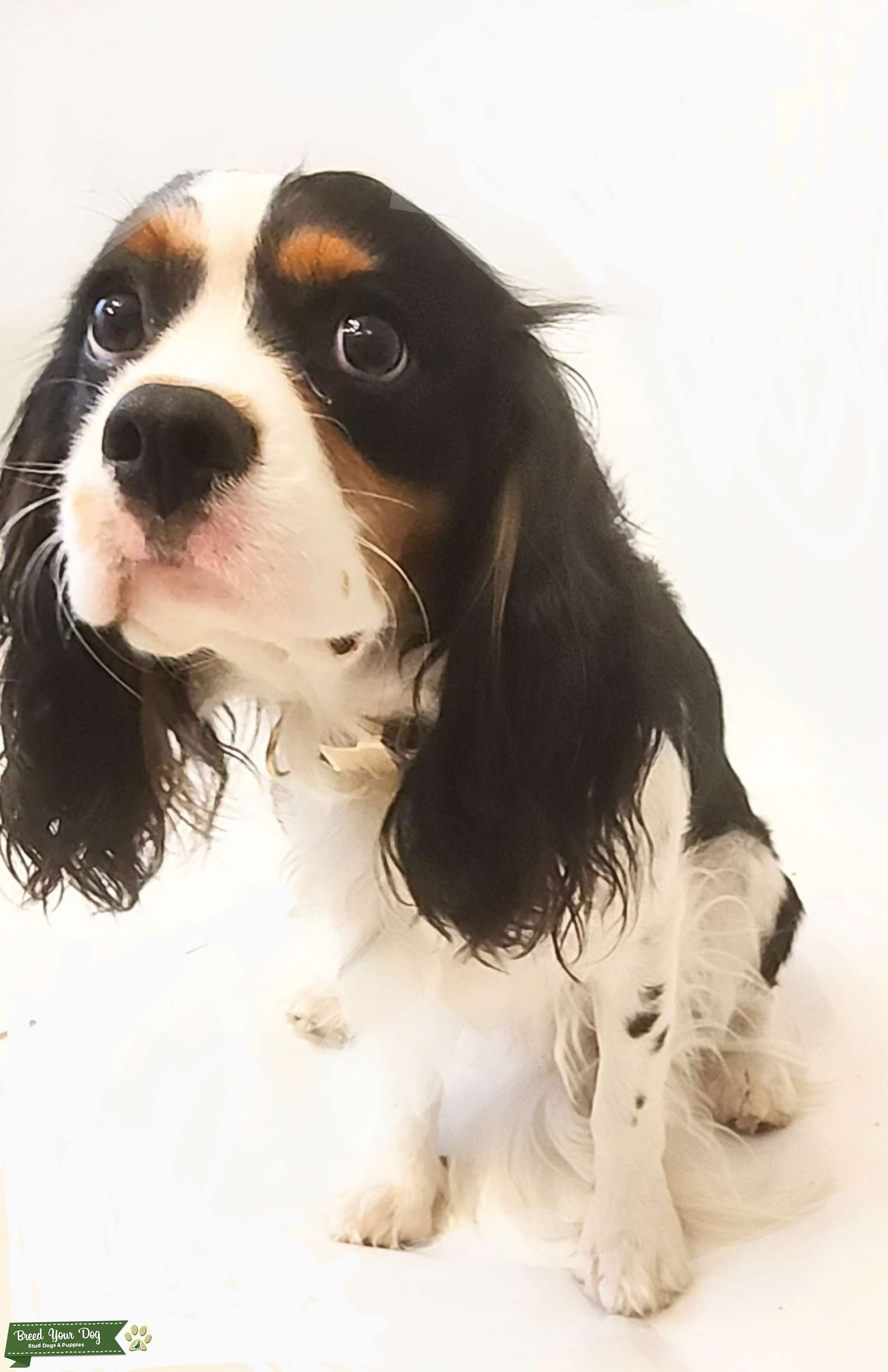cavalier king charles spaniel Stud Stud Dog in Oklahoma, the United