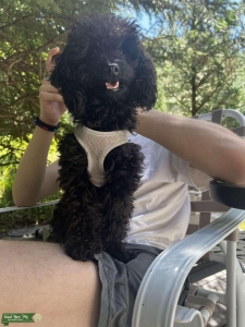 Looking for a pretty female to give a family!  Listing Image