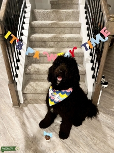 STUD BLACK GOLDENDOODLE F2 Listing Image