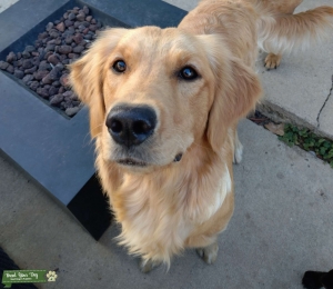 Golden retriever field  Listing Image