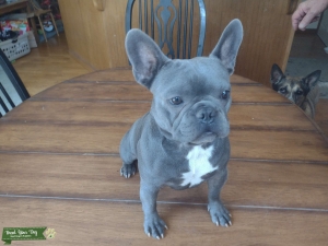 Blue/Lilac French Bull dog Listing Image