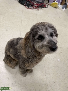 Toy Aussiedoodle Stud Listing Image