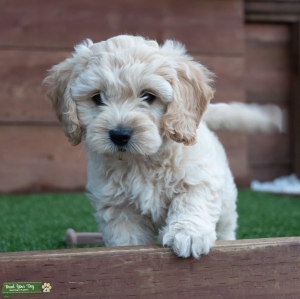 Stud dog  Listing Image
