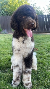 Standard Parti Poodle Stud: Zeus Listing Image