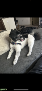 Pomeranian Male Black and white Listing Image