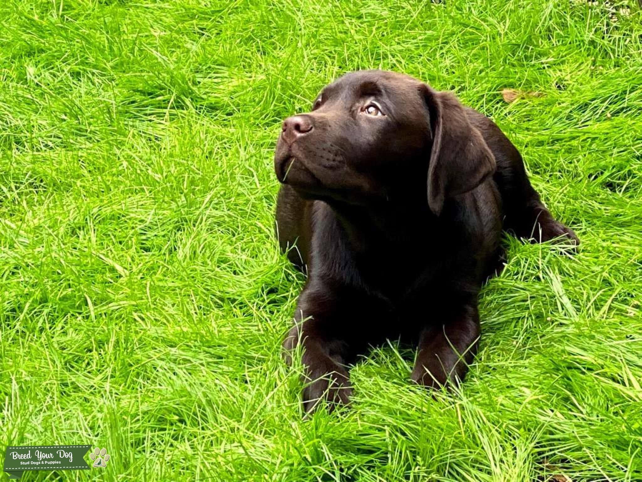Chocolate English Lab Stud Dog in Orange County , the United States
