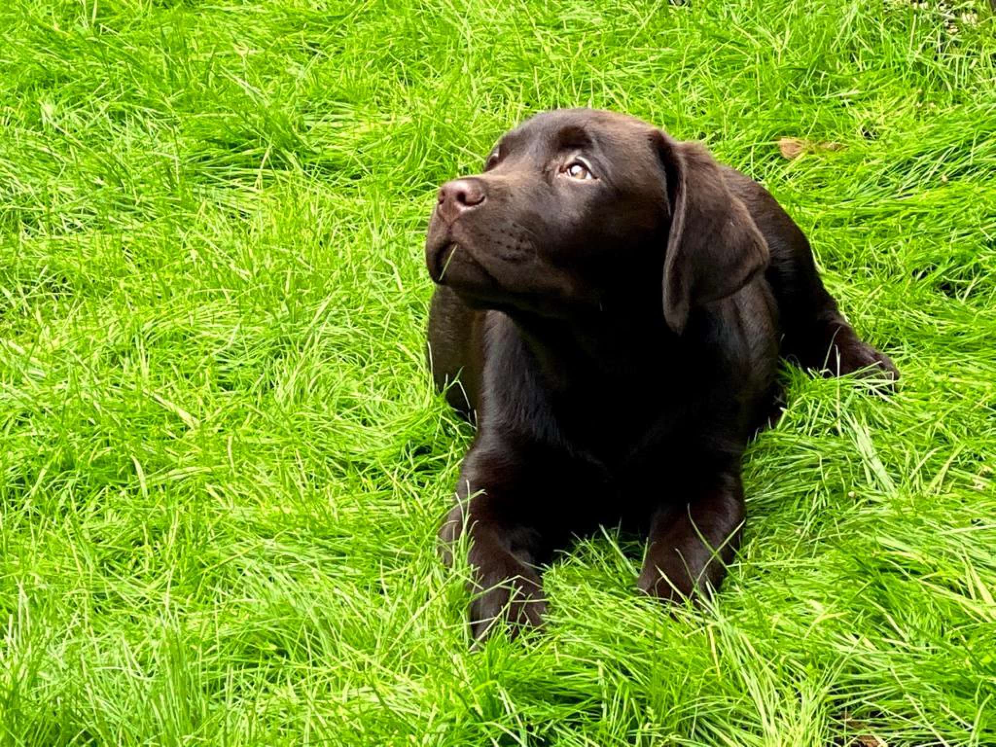 Chocolate English Lab Stud Dog in Orange County , the United States