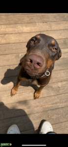 Rust/Red Doberman  Listing Image