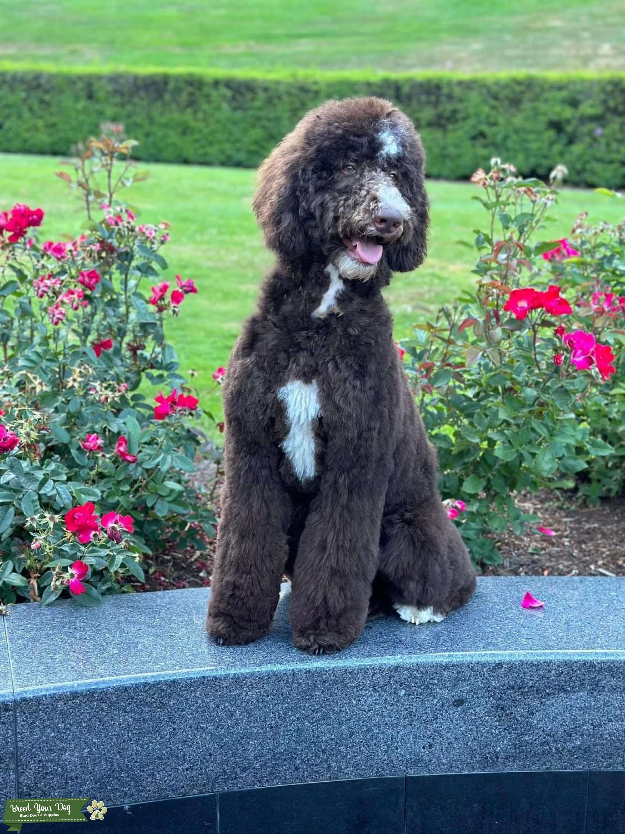 Brown chocolate tri Bernedoodle standard f1b Stud Dog in Oregon, the United States Breed