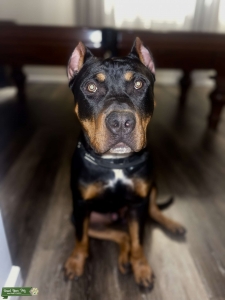 Tri Color Pitbull stud  Listing Image