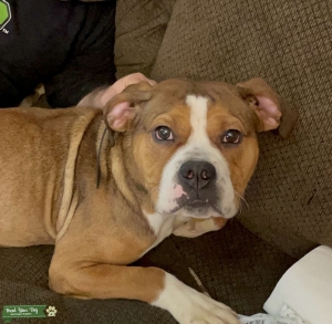 Looking for a bulldog to breed in exchange of a puppy Listing Image