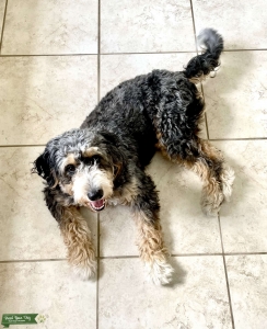 Maevyn- F1 Standard Tri Merle Bernedoodle Listing Image