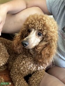 AKC Proven Red Mini poodle Stud Listing Image