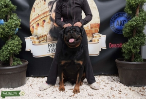 Imported AKC Rottweiler STUD! Listing Image