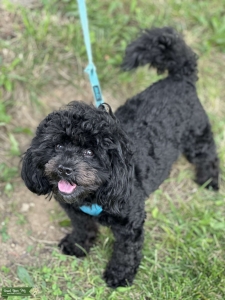 3 year old Shihpoo Stud Ready to Mate Listing Image