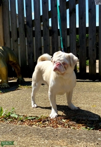 Kc reg fully health tested pink&tan panda pug Listing Image
