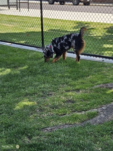 Blue merle  Listing Image