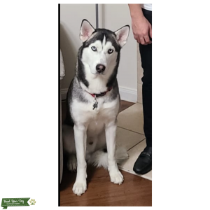 Siberian Husky Listing Image