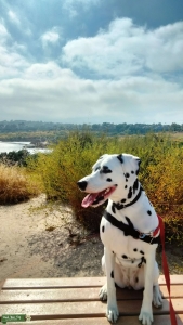 Beautiful Dalmatian Dam Listing Image
