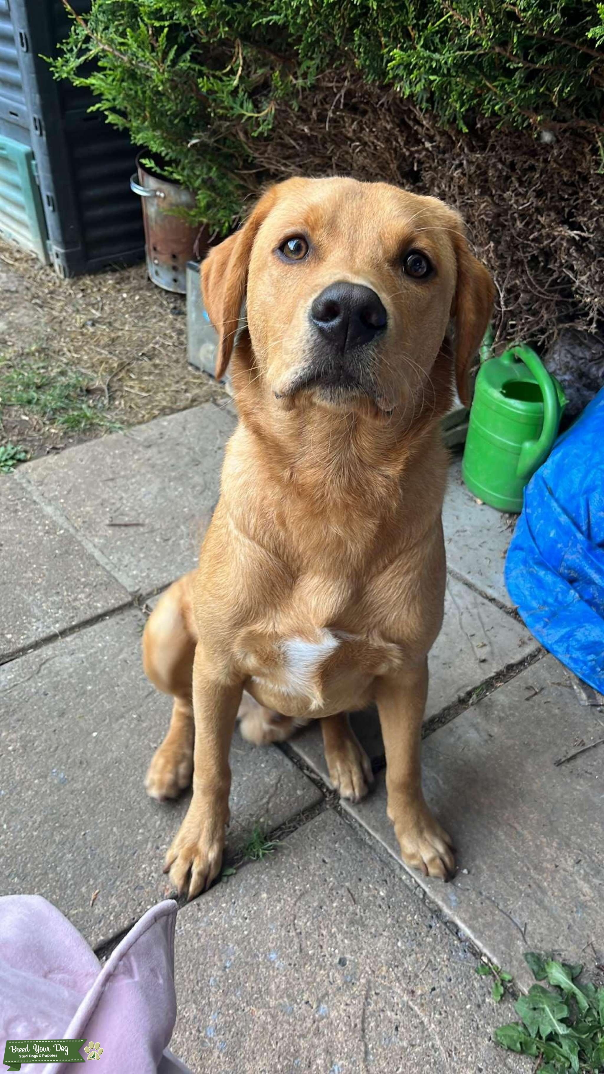 Fox red stud looking for bitch - Stud Dog in South east, the United