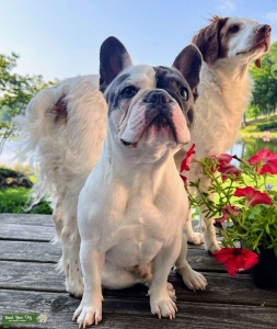 White Pied Blue Frenchie - Rare Find! Listing Image