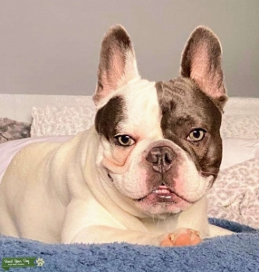 White Pied Blue Frenchie - Rare Find! Listing Image