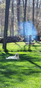 Labrador Retriever Purebred  Listing Image