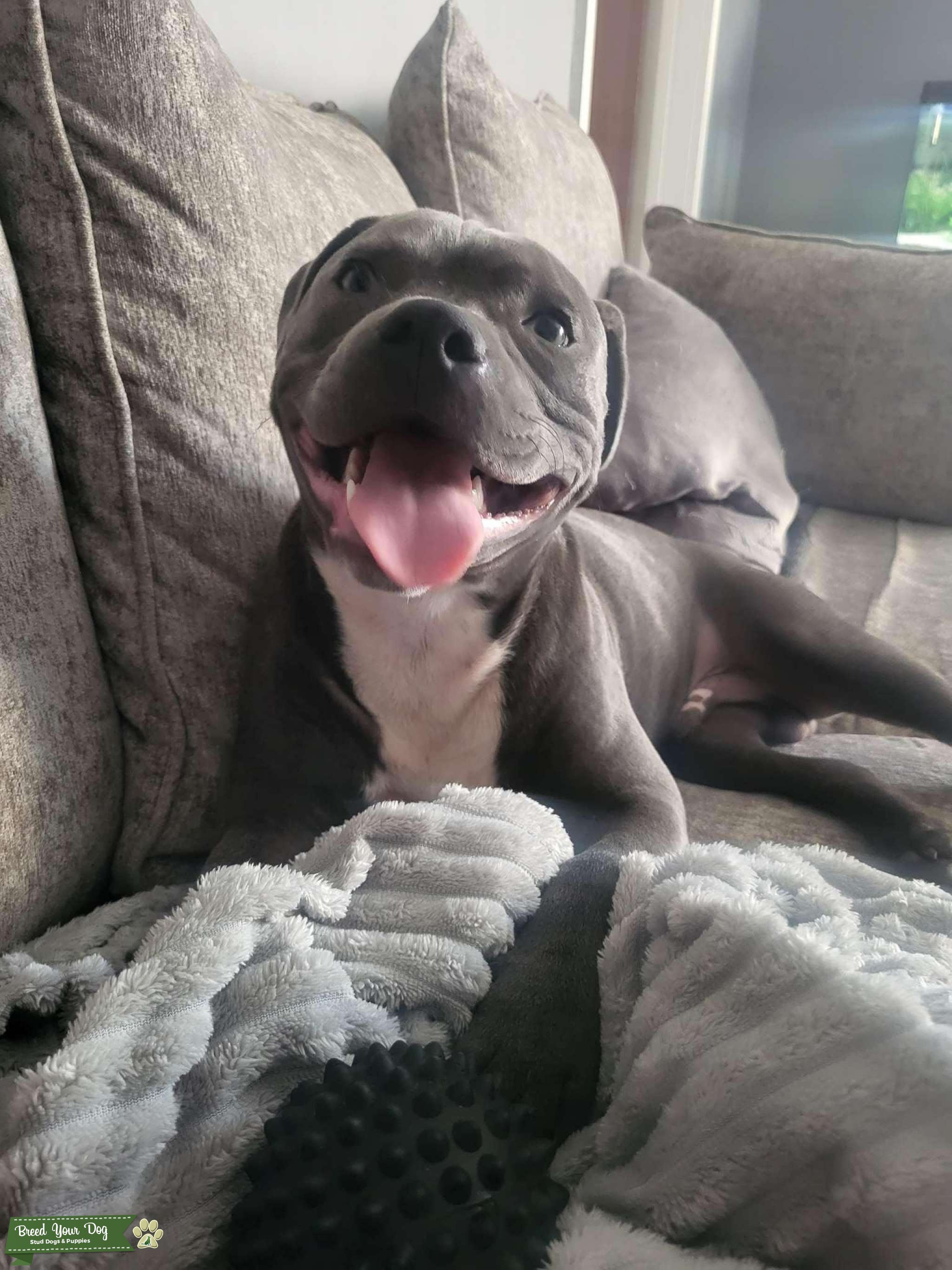 Blue Staffy stud Stud Dog in Bristol , the United States Breed Your Dog