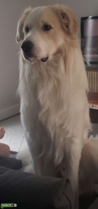 Very Gentle Great Pyrenees  Listing Image