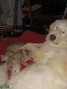 Purebred Great Pyrenees  Listing Image
