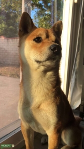APRI CERTIFIED SHIBA INU Listing Image