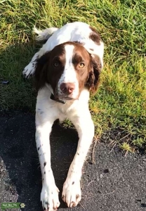 Chocolate chestnut white - English springer Spaniel Listing Image