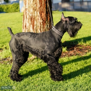 Giant Schnauzer  Listing Image