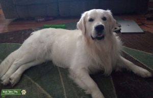 English Cream Golden Retriever Stud Listing Image