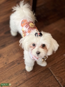 Princess Gidget Looking for Love Listing Image